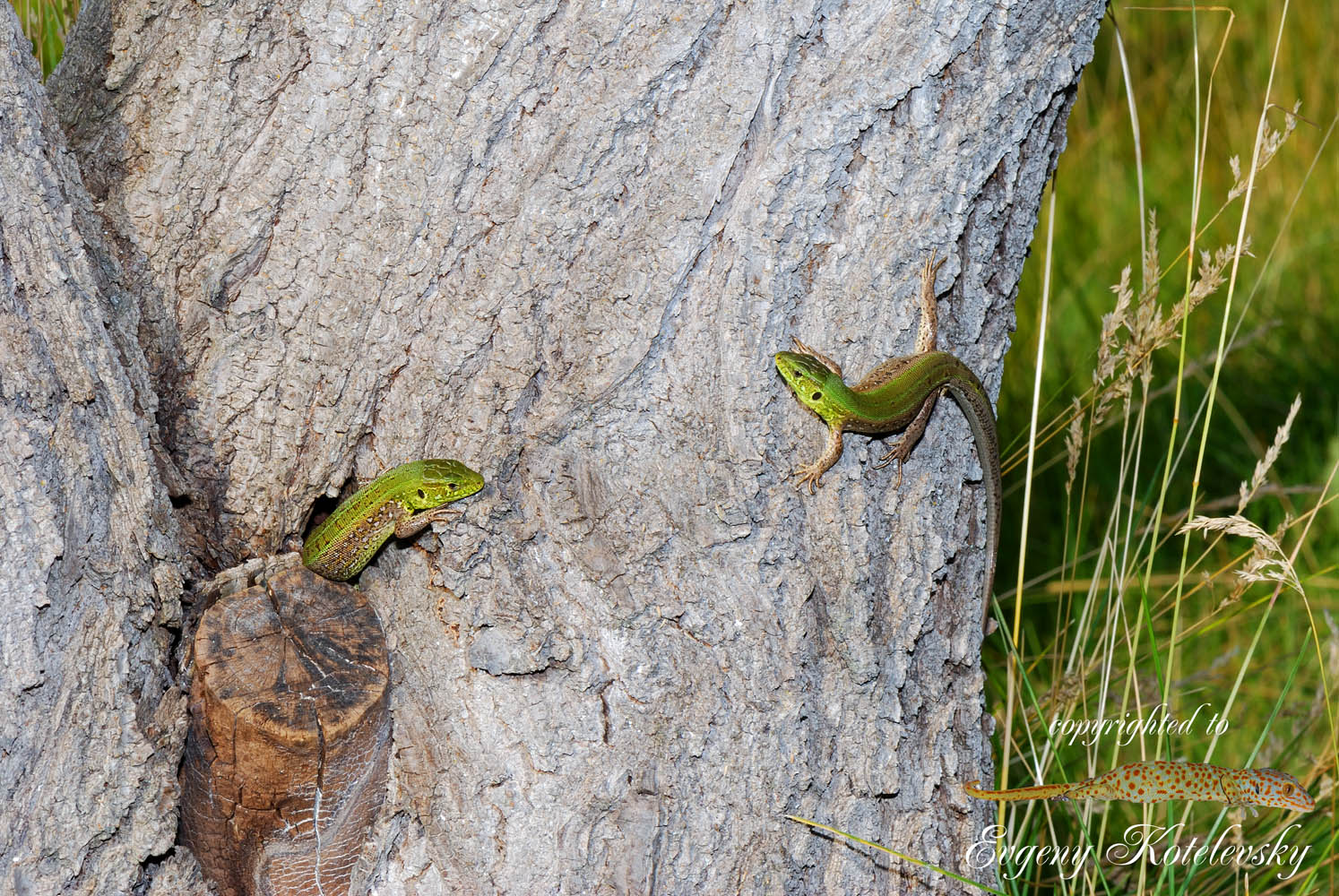 Lacerta_agilis_macroclub2