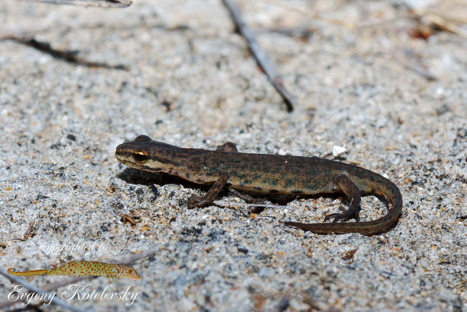 Lissotriton_vulgaris_macroclub