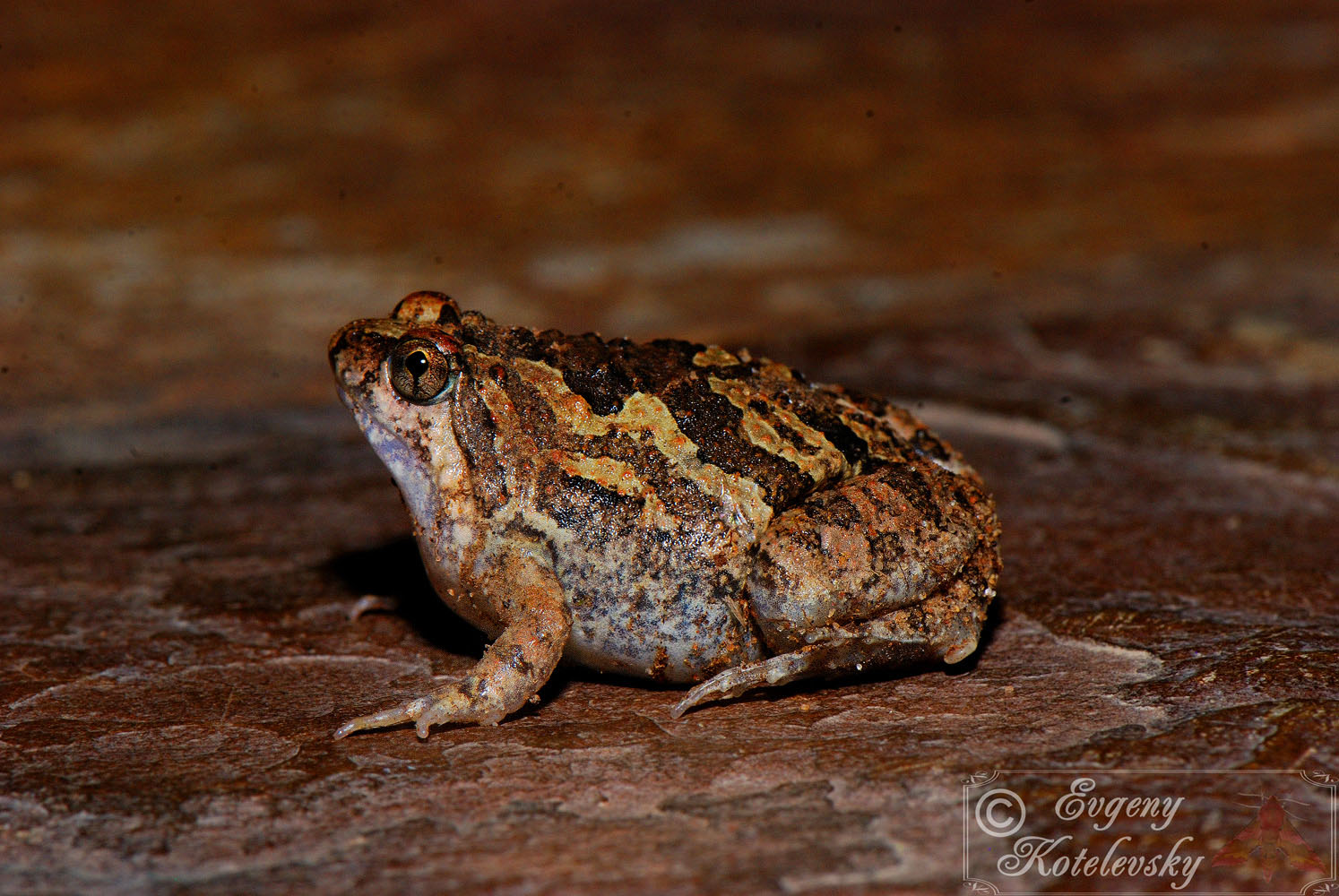 Microhyla_picta_photo_1_-_Endemic_Vietnam