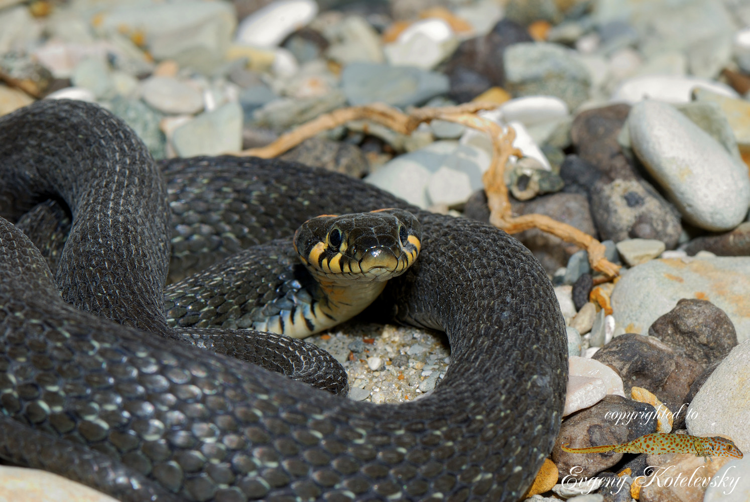 Natrix_natrix_macroclub1