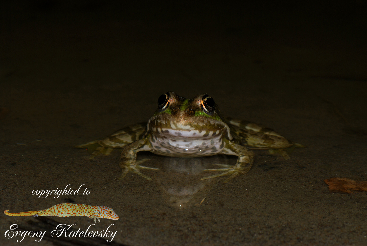 Pelophylax_ridibundus