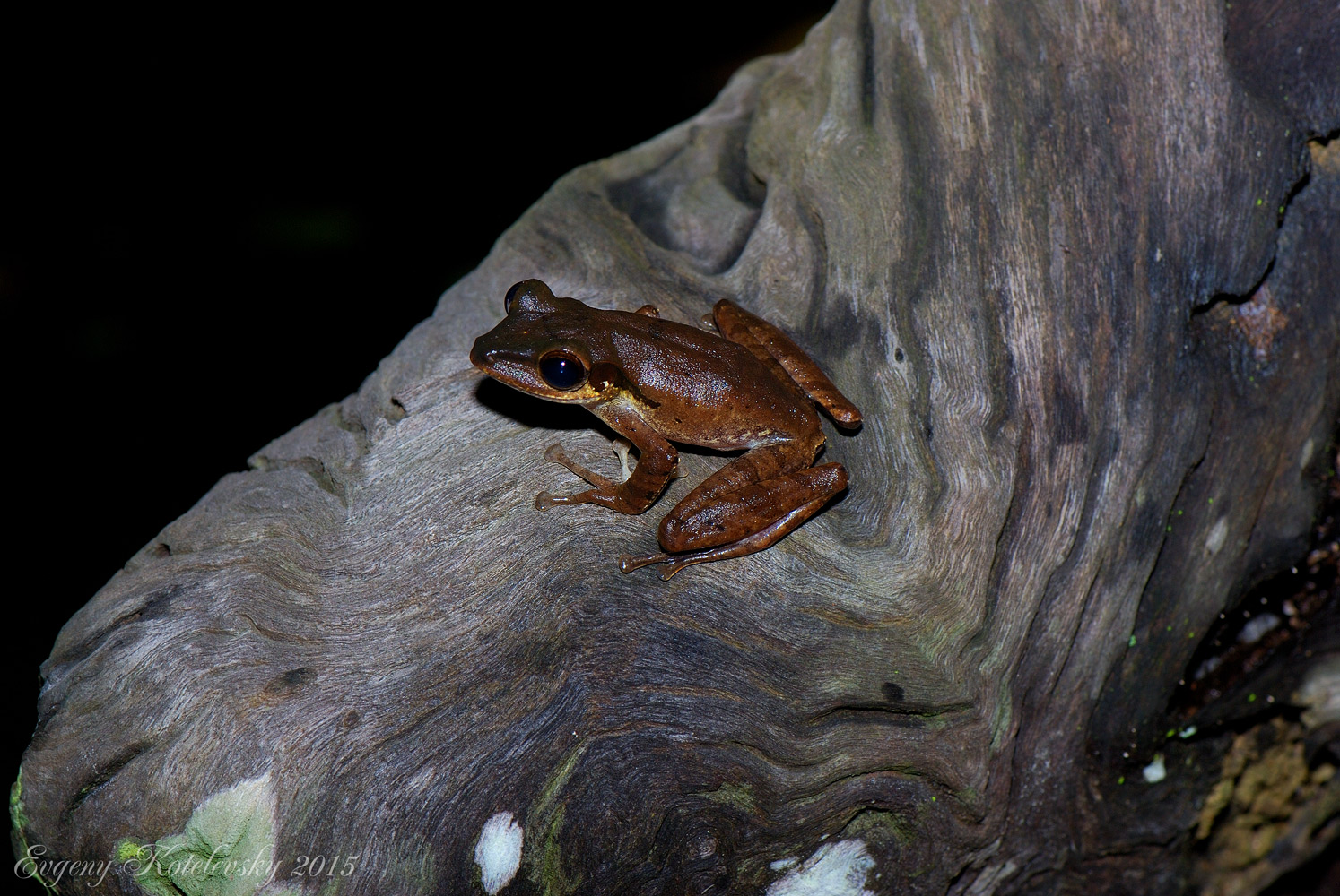 Polypedates-macrotis