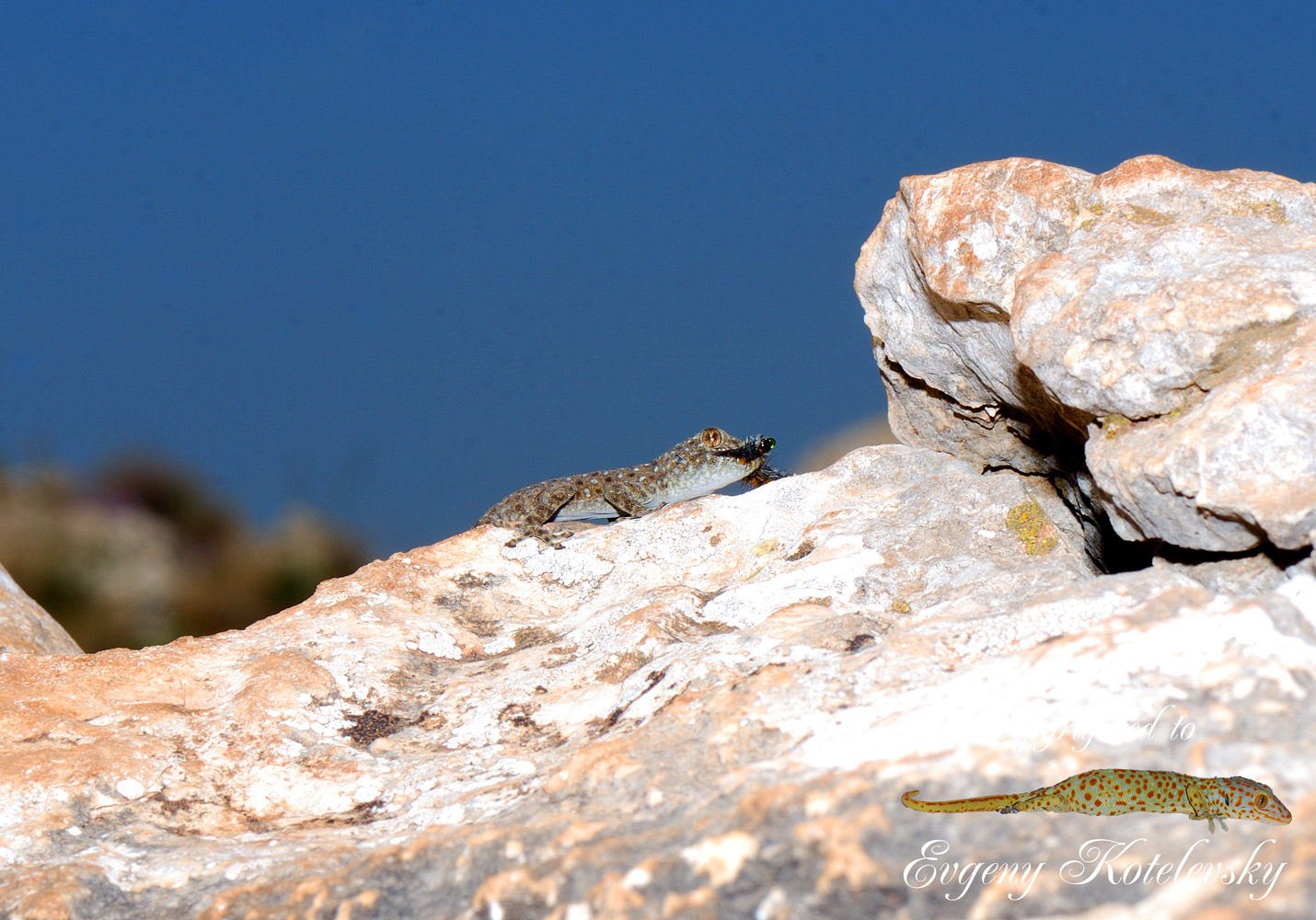 Ptyodactylus_puiseuxi_macro