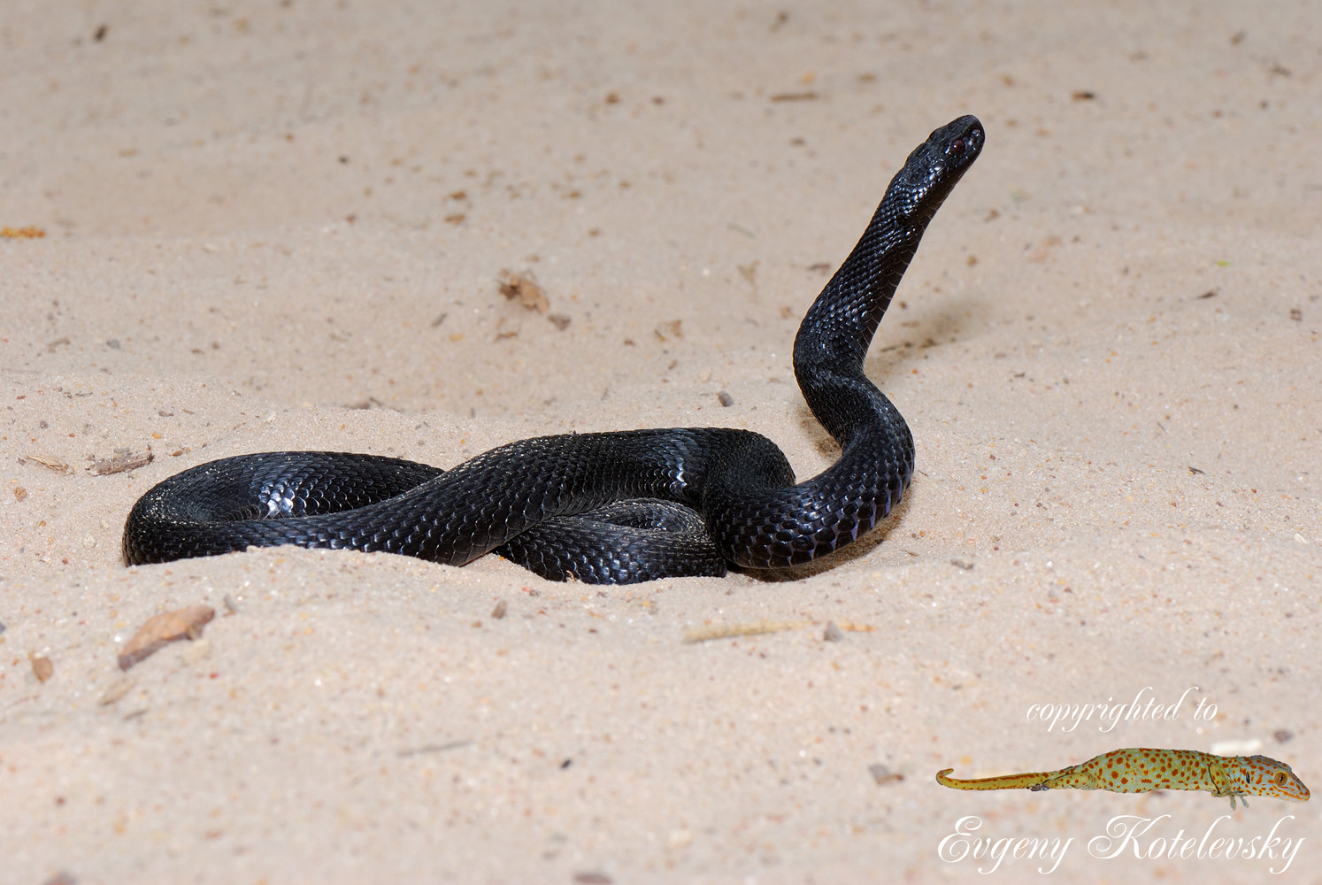 Vipera_berus_nikolskii_macroclub2