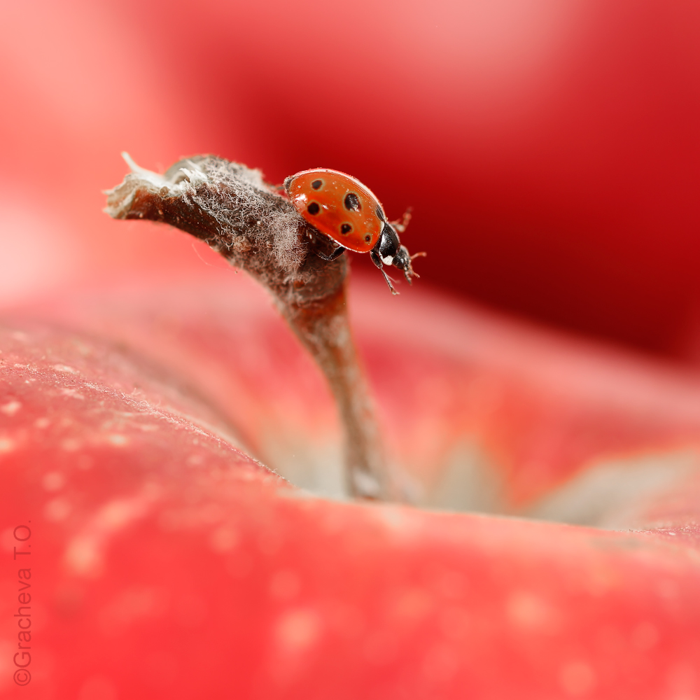 blic_monohrom_2209-1