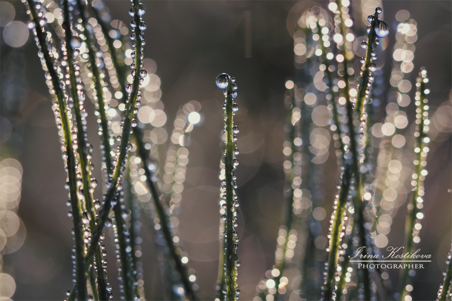 4_07_16_IMG_6327_900_600_294_