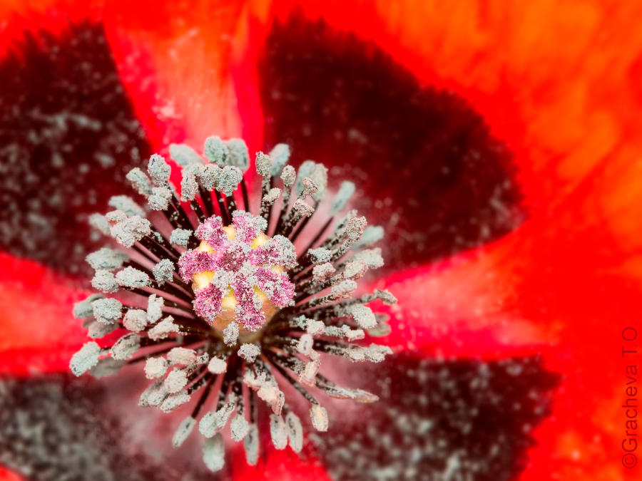 poppy_core_7454-9