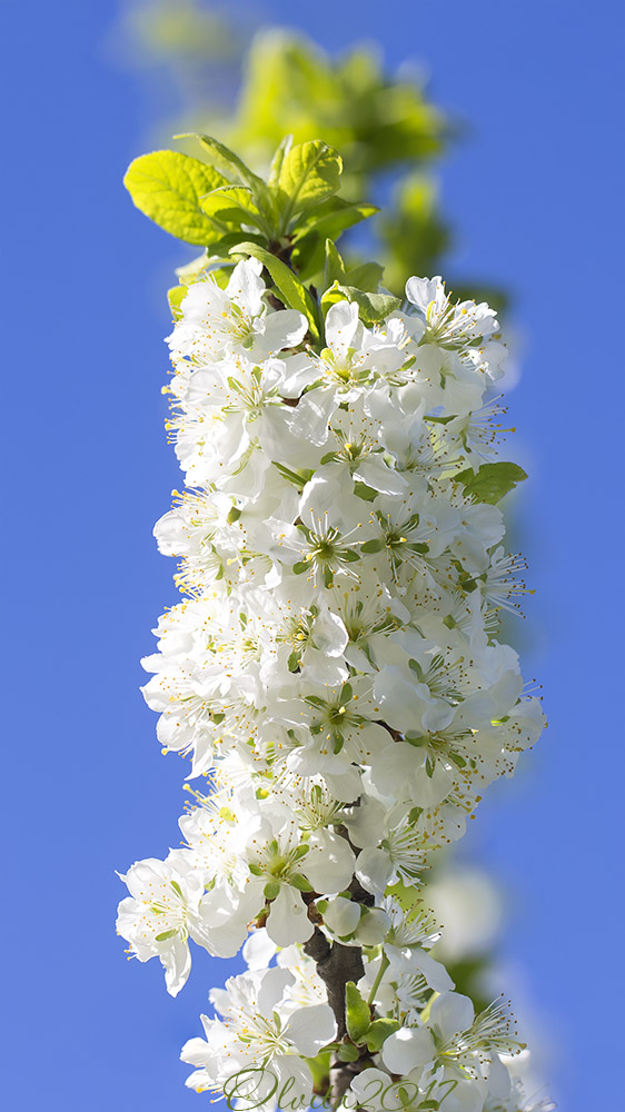 Aromatic_sunny_blooming_branch_of_a_plum_against_the_blue_sky_colorful_spring_floral_background