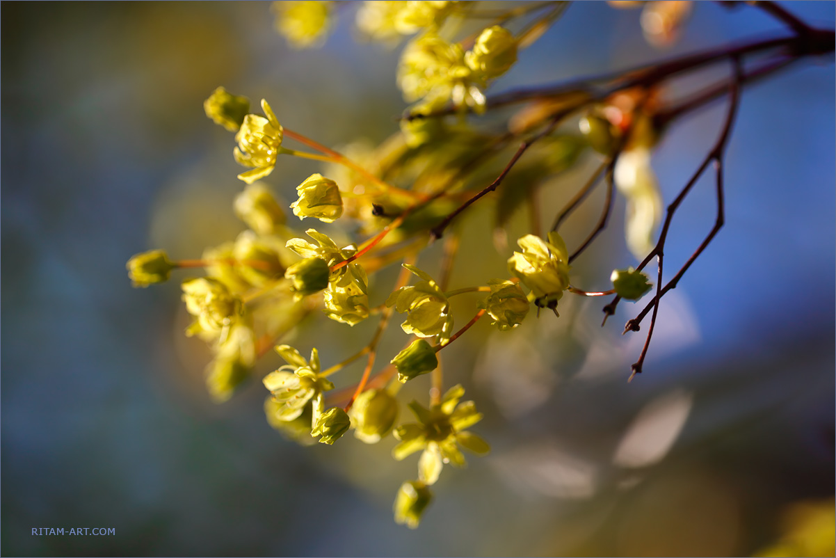 Spring-Gold_Maple-blossom_Ritam-W