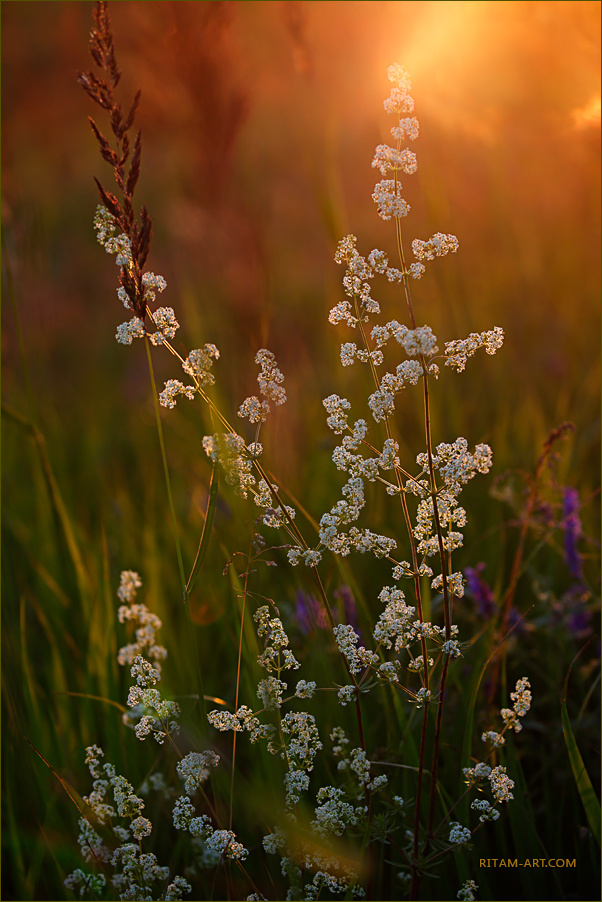 Summer-Magic_Blossoming-Grasses_Ritam-W