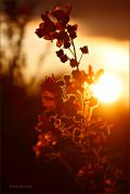 Sunset-Melody_Ritam-W.jpg