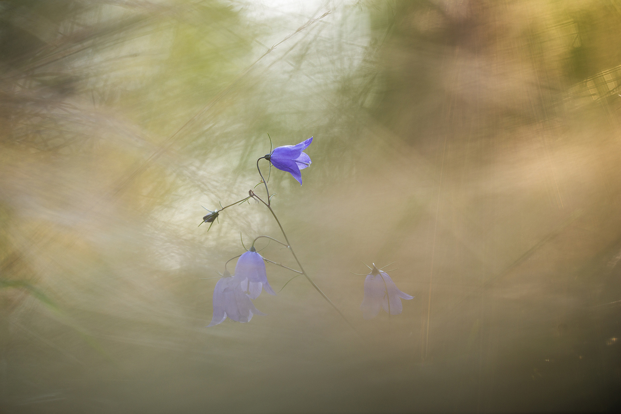 Poslednie_kraski_leta_2