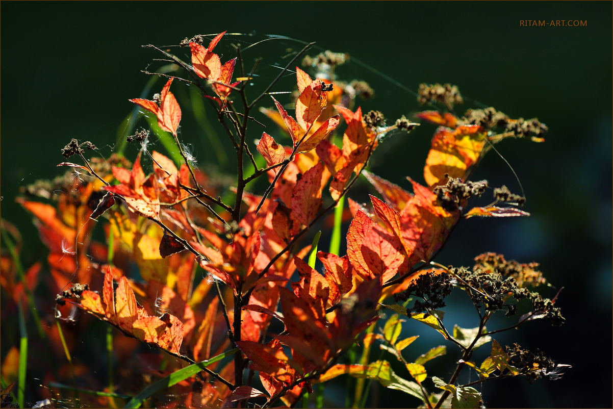 Osennyaya_kompozitsiya-Ritam-W