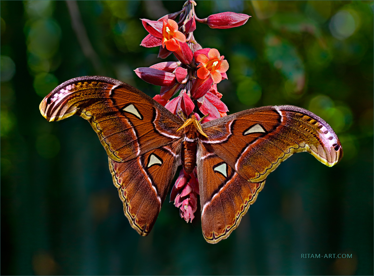 King_Attacus-atlas-butterfly_Ritam-W