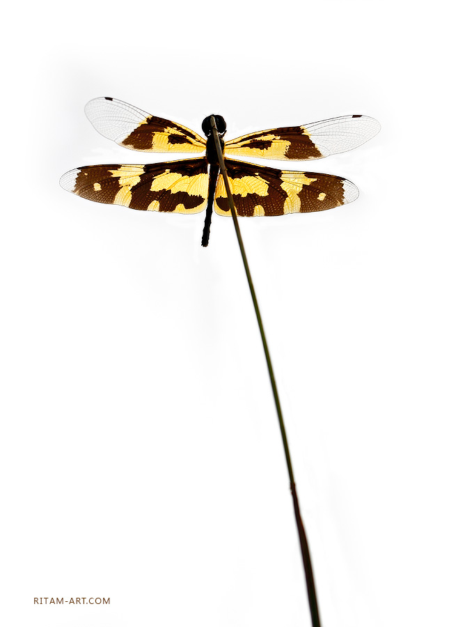 Dragonfly_Rhyothemis-variegata_Ritam-W1