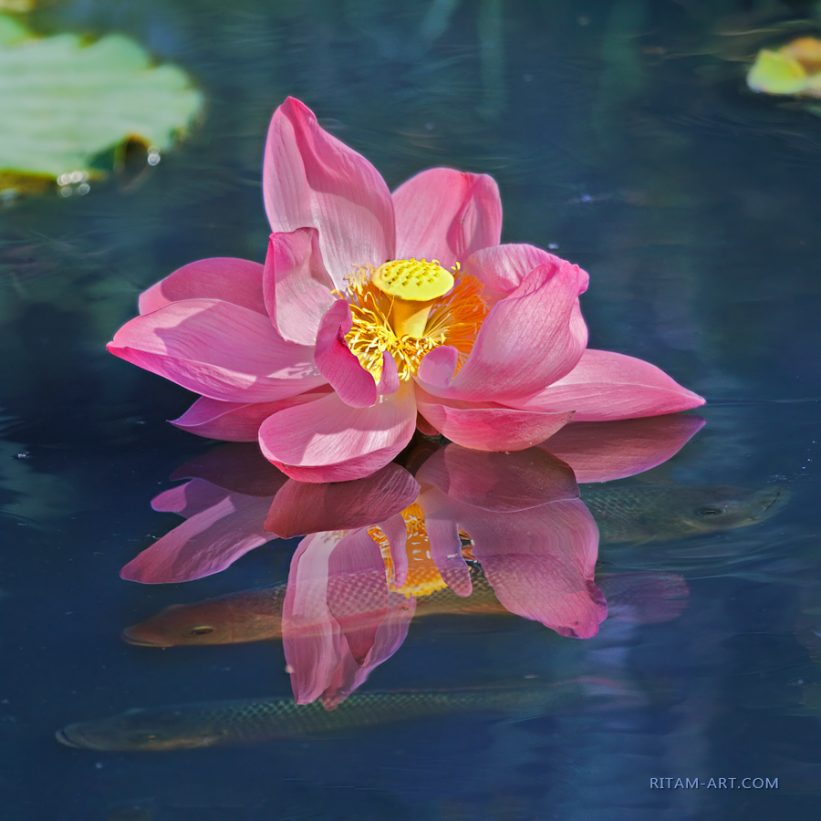 Life-in-Reflection_Lotus_Ritam-W