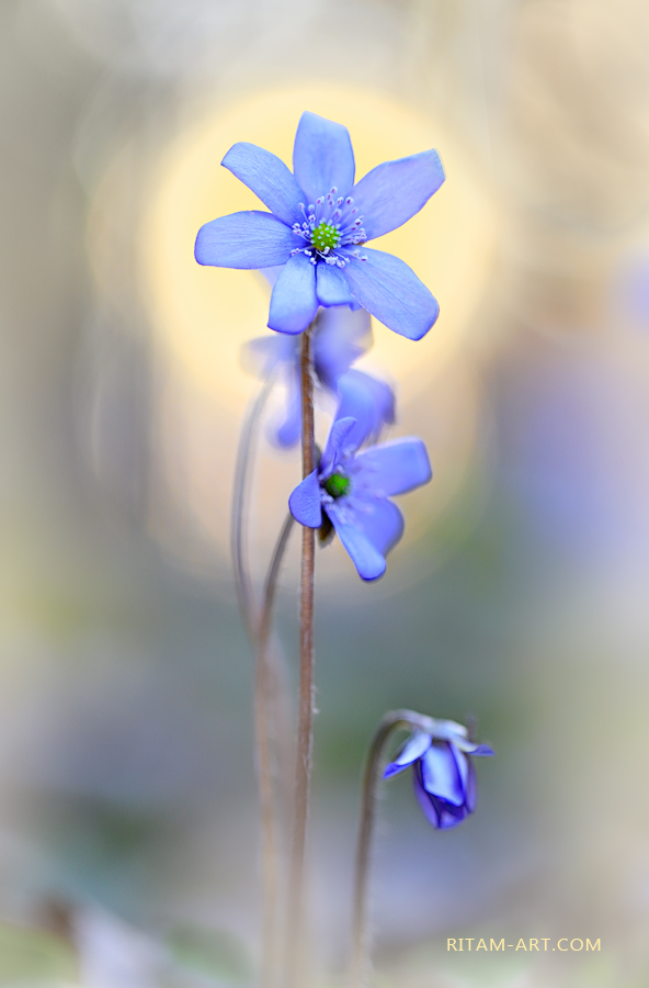 Da-budet-Svet_Ritam-W