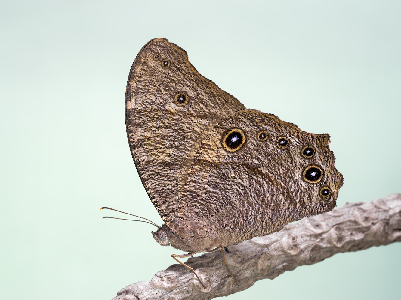 Melanitis-leda-25p-v2