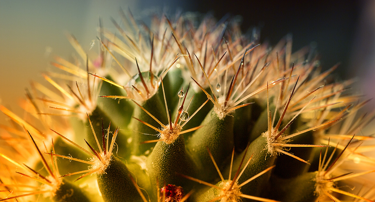 5D_1488_fx_500_1200_