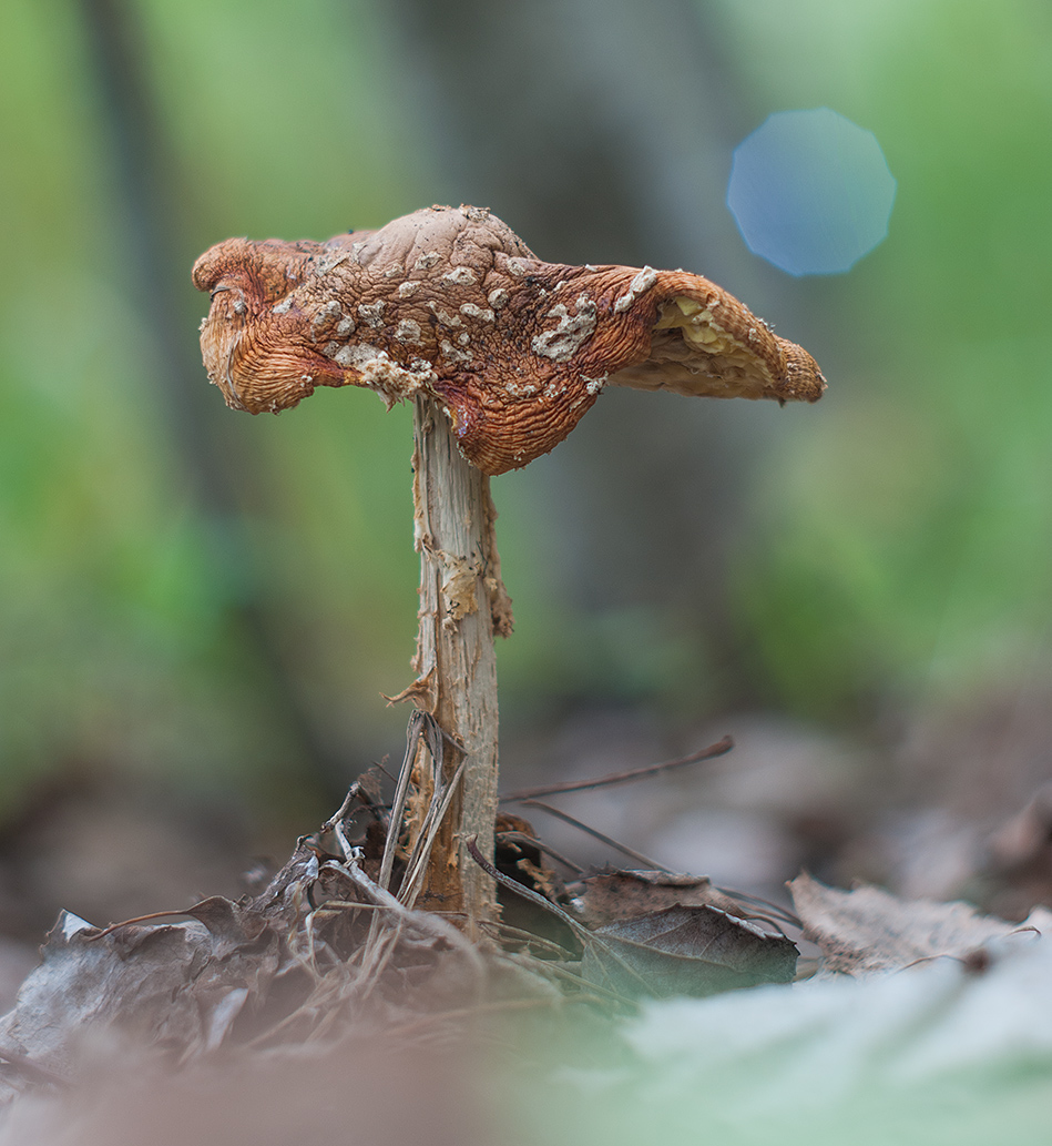 NIKON_D300-4352x2868-24318014_