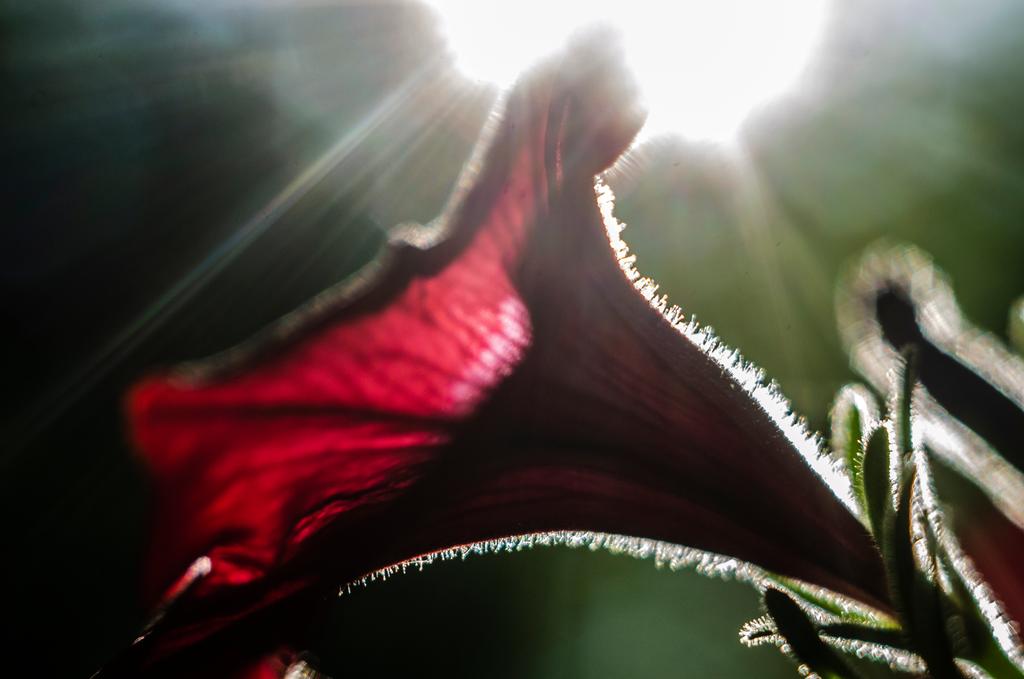 14_by_pterinochylus_ddc29to-fullview