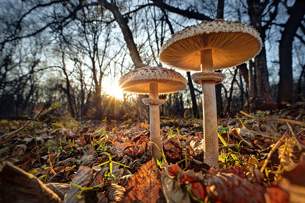 800x-zontik-4578-79-80_1