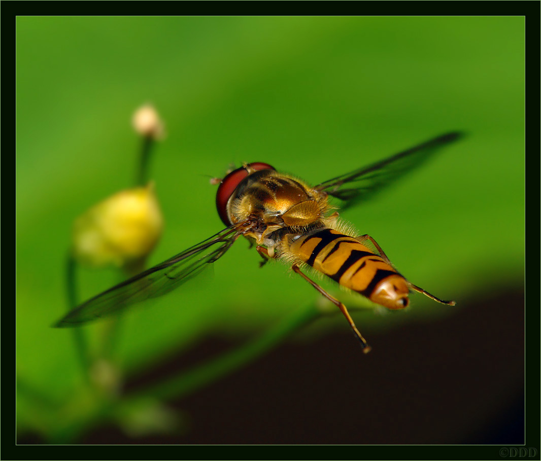 Episyrphus_balteatus_0