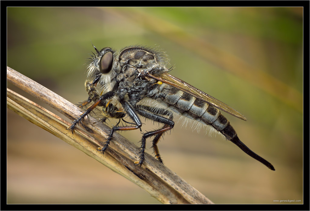 longass_robberfly1