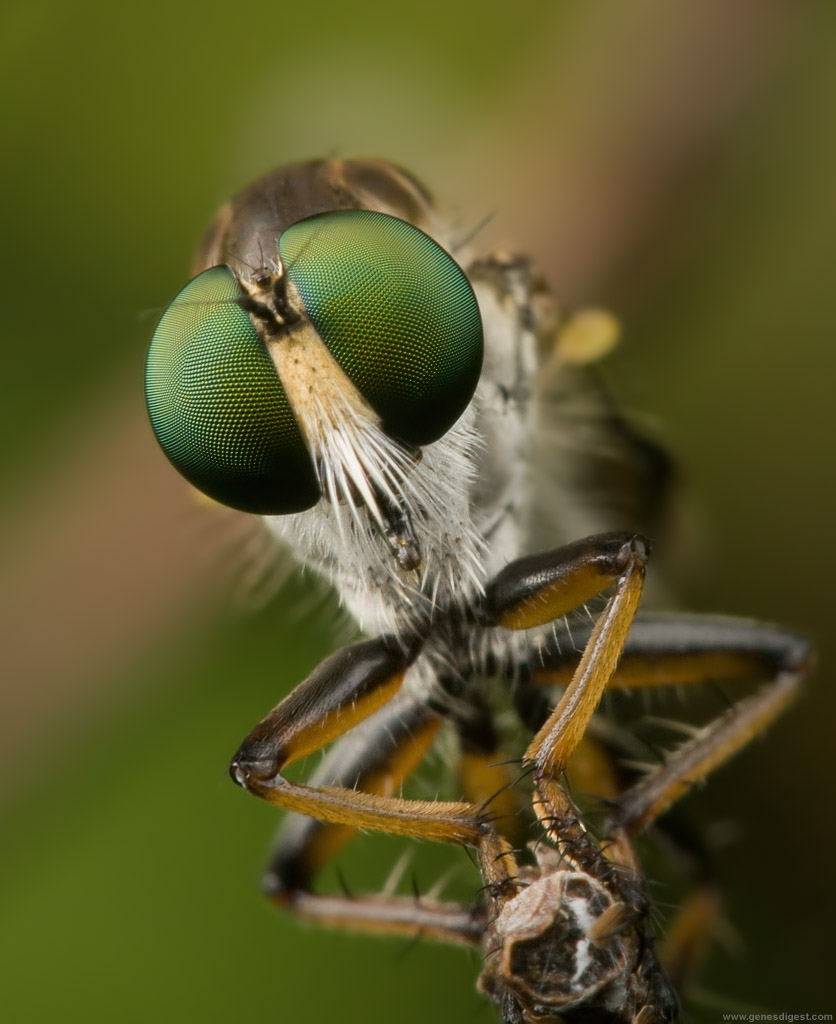 megapixel