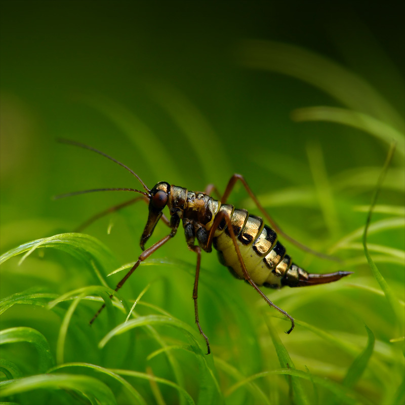 Dmitry_Dolivo-Dobrovolsky_2