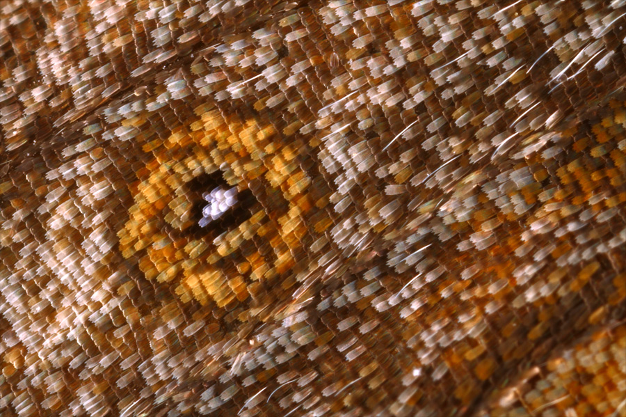 Nadezhda_Muravyova_2