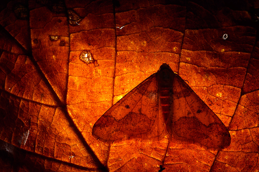 Vladimir_Nejmorovetz