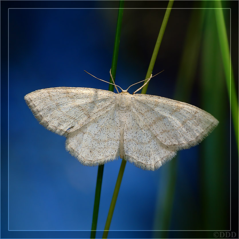 Cabera_exanthemata011