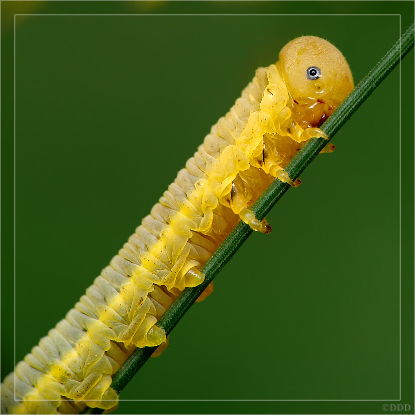 Symphyta_larva01