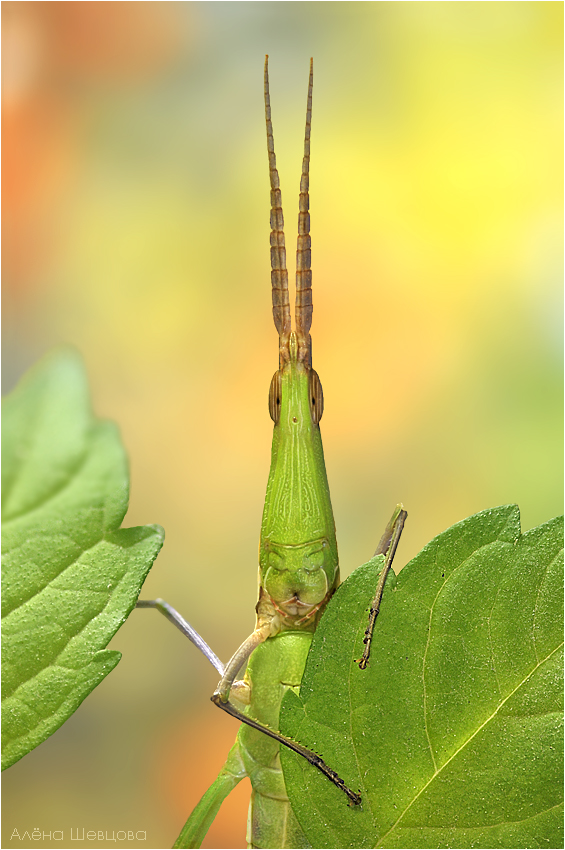 2011-10-13-20_07_16_ZS_PMax_