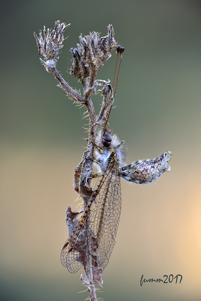 2017-05-27_19-45-57_FMW