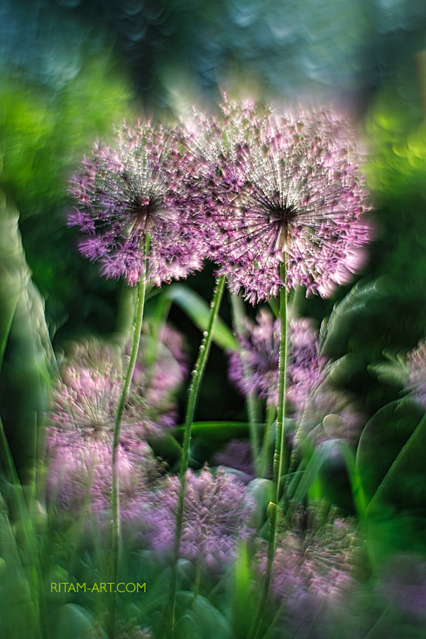 Cvetochnaya_sharomagiya_-_Ritam_W