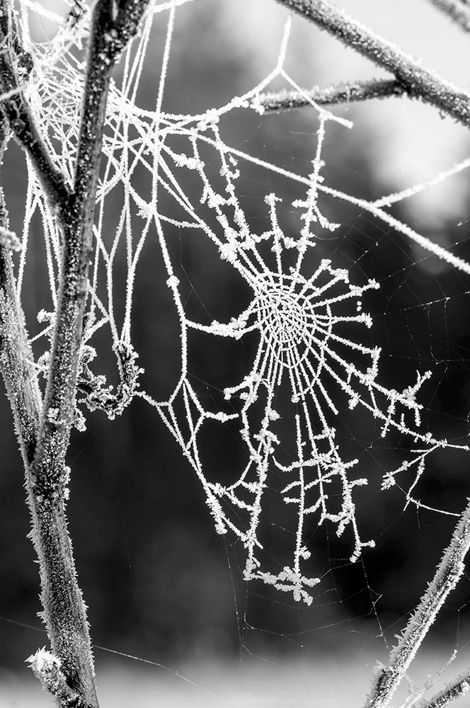 B_Web_in_frost_SERGII_RUBAN_
