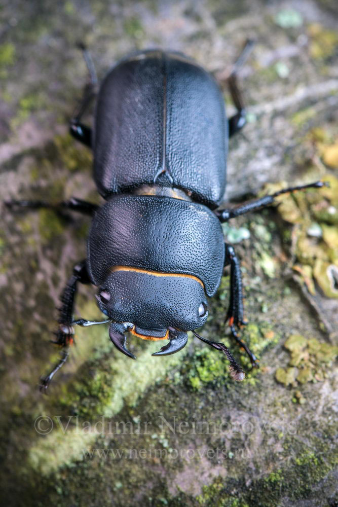 Dorcus_parallelipipedus_IMG_5244