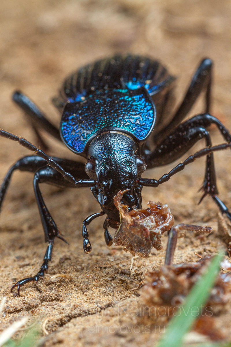 IMG_7079_Carabus_Megodontus_septemcarinatus_Motschulsky_1840