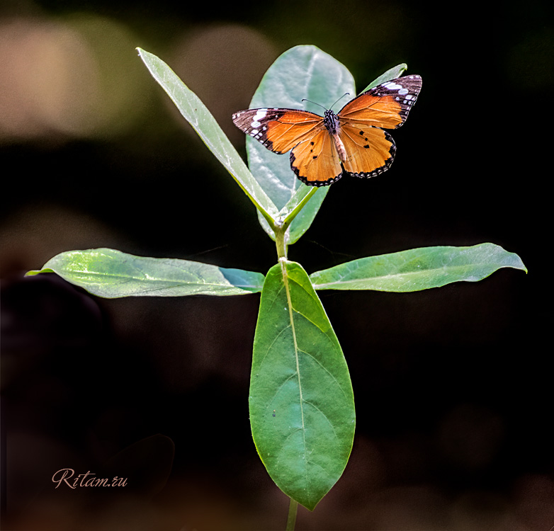 Flying_Butterfly_-_Ritam_W