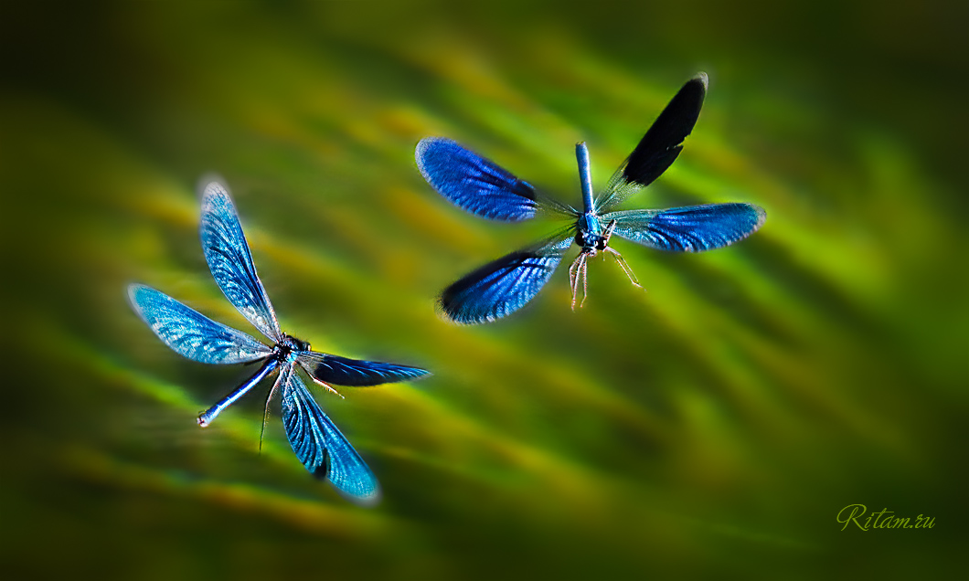 Vozdushnyi_tanec_-_Ritam_NEW_W