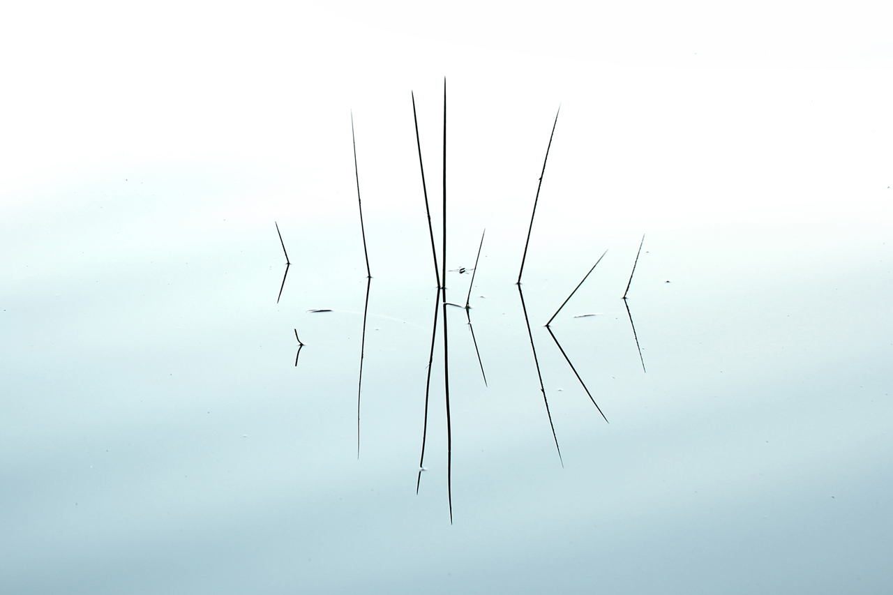 Composition_with_water_strider