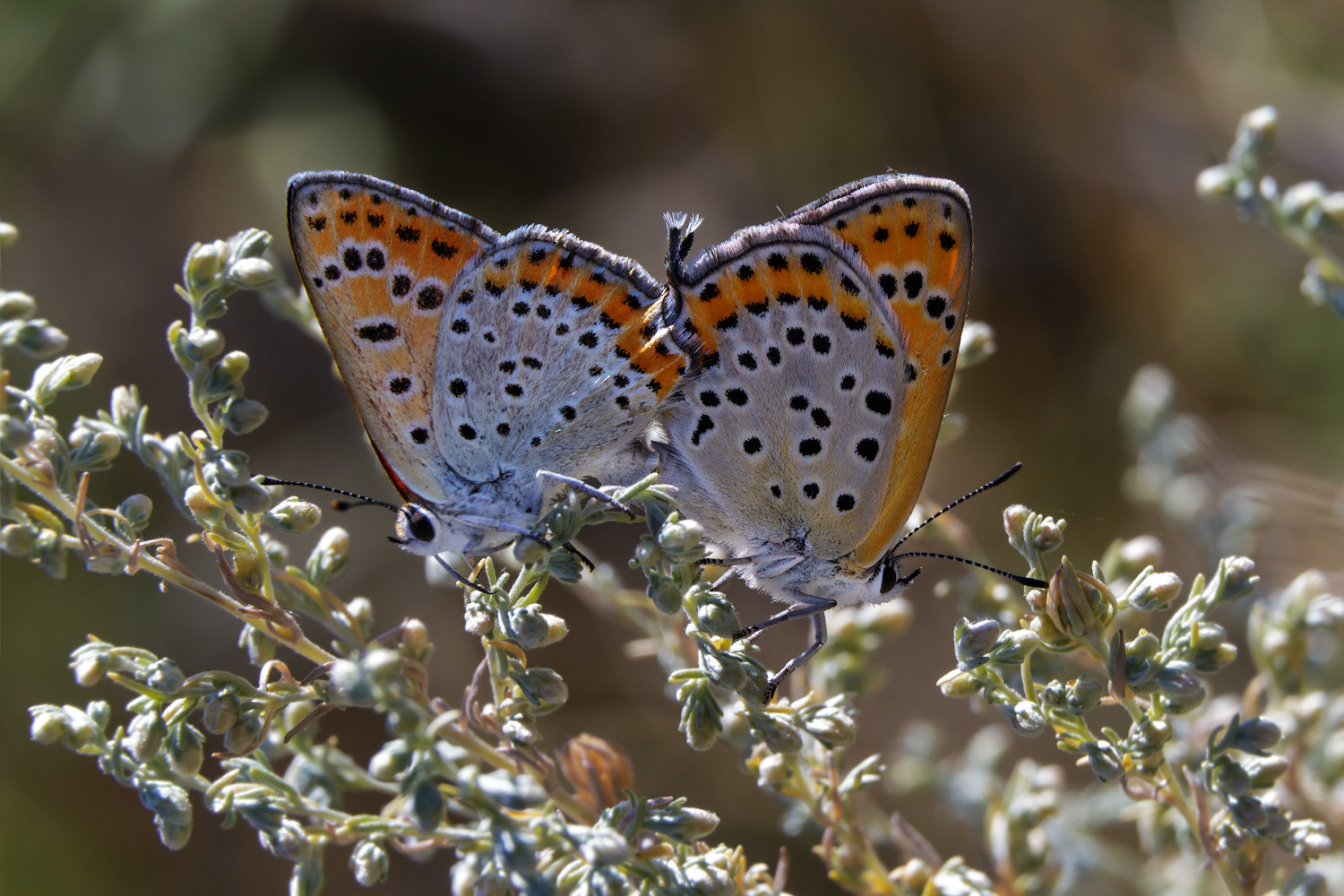 2021_08_16_10-53-52_00268