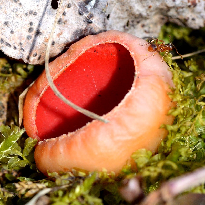 -_Sarcoscypha_coccinea_