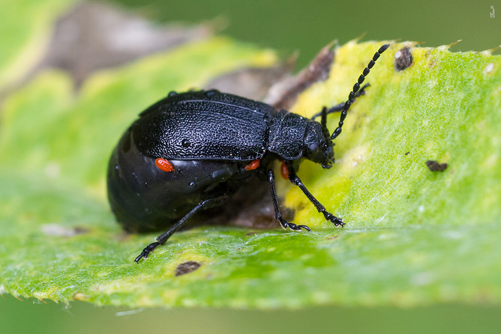 0_1731bb_ad4e8ccf_orig1