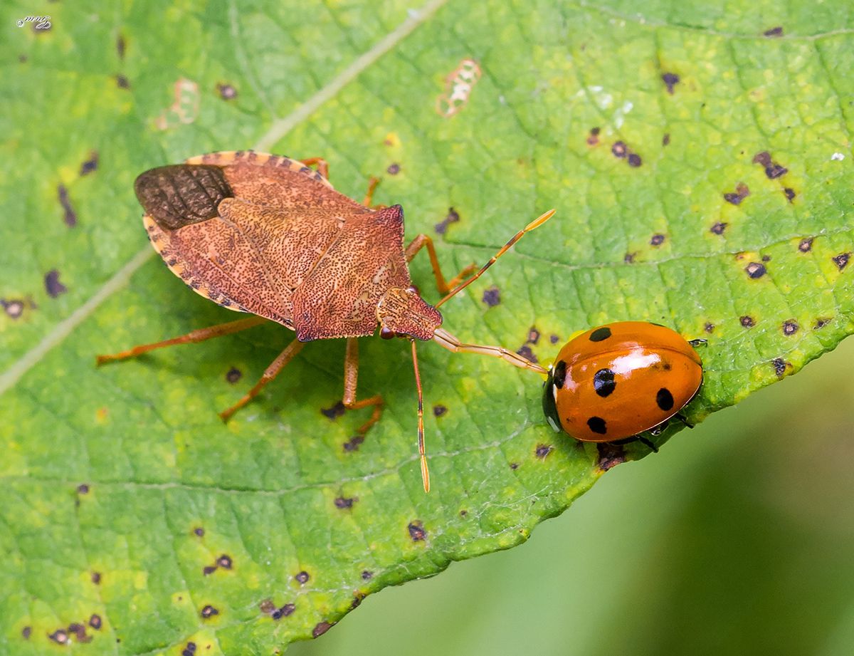 0_173be2_50fd8b7c_orig1