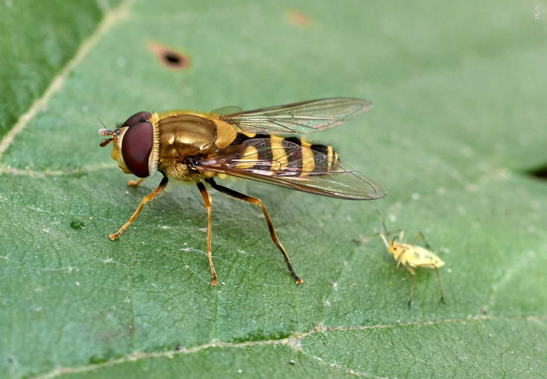 0_17b69d_e5c7b8dc_orig