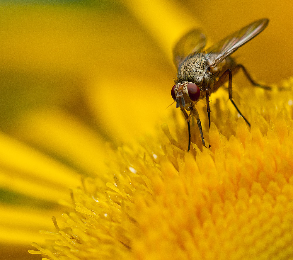 2010-07-09_D300s_0125_1000