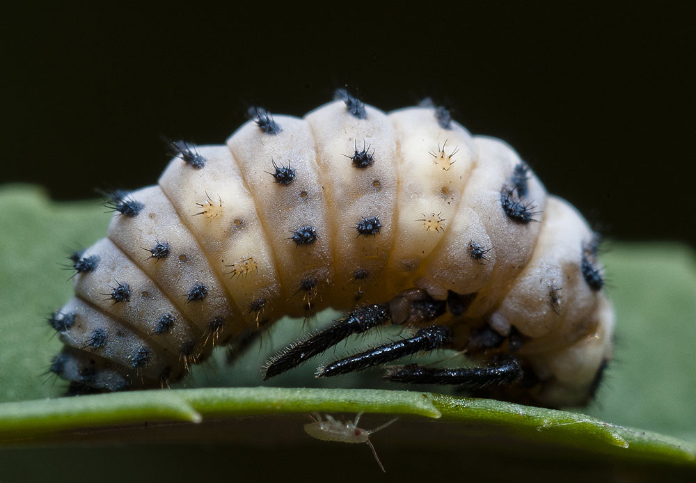 2010-07-31_D300s_0376_1000